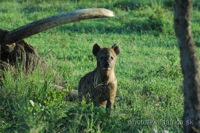 puku rsa 096.jpg - Spotted Hyena (Crocuta crocuta) with Big Tusker Alexander's carcass, close to Mopani, few metres from the road, February 2009